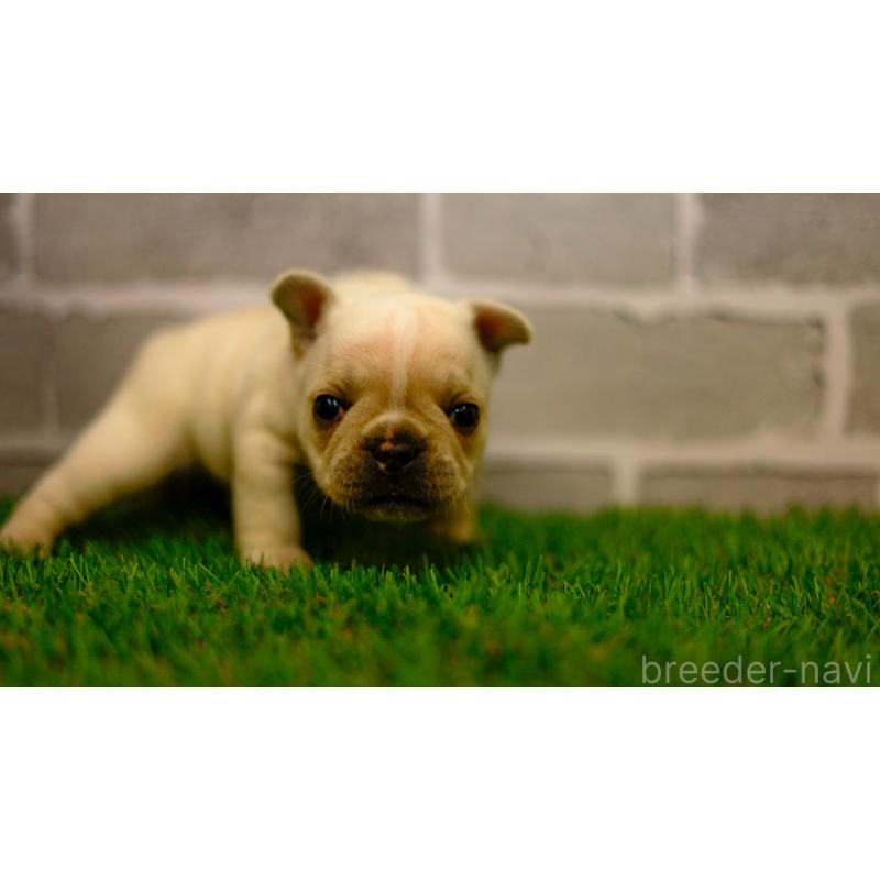 販売中の三重県のフレンチブルドッグ-449574の6枚目