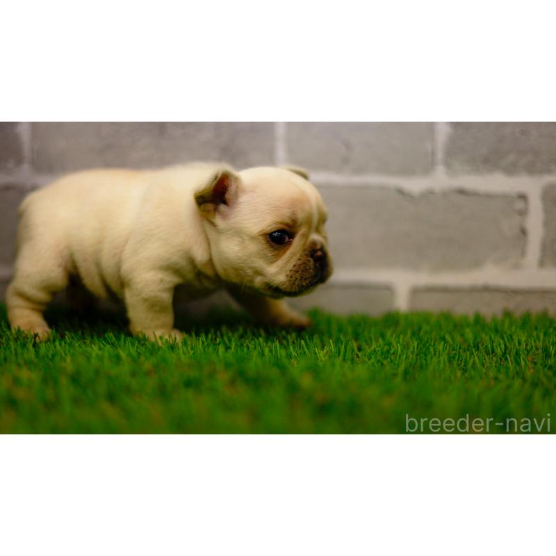 販売中の三重県のフレンチブルドッグ-449574の5枚目