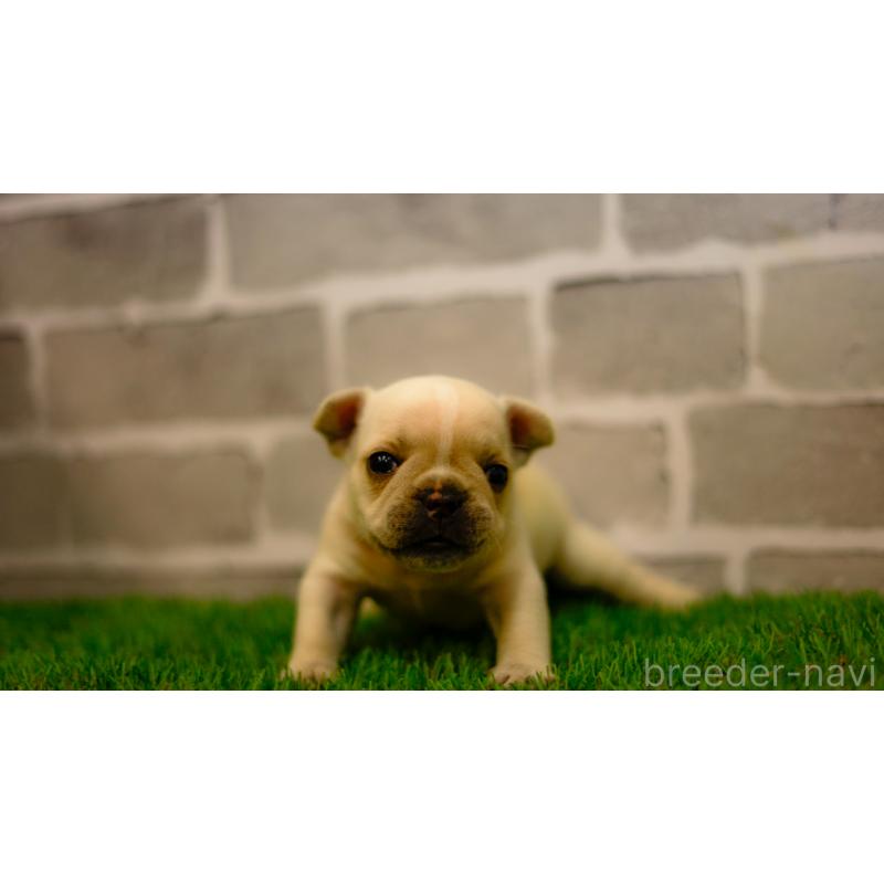 販売中の三重県のフレンチブルドッグ-449574の4枚目