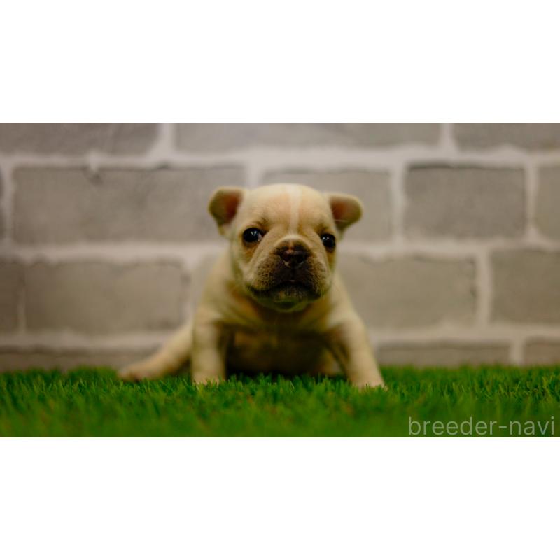 販売中の三重県のフレンチブルドッグ-449574の3枚目