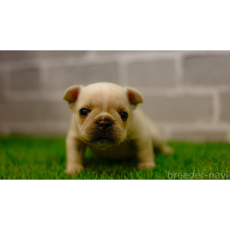 販売中の三重県のフレンチブルドッグ-449574の2枚目