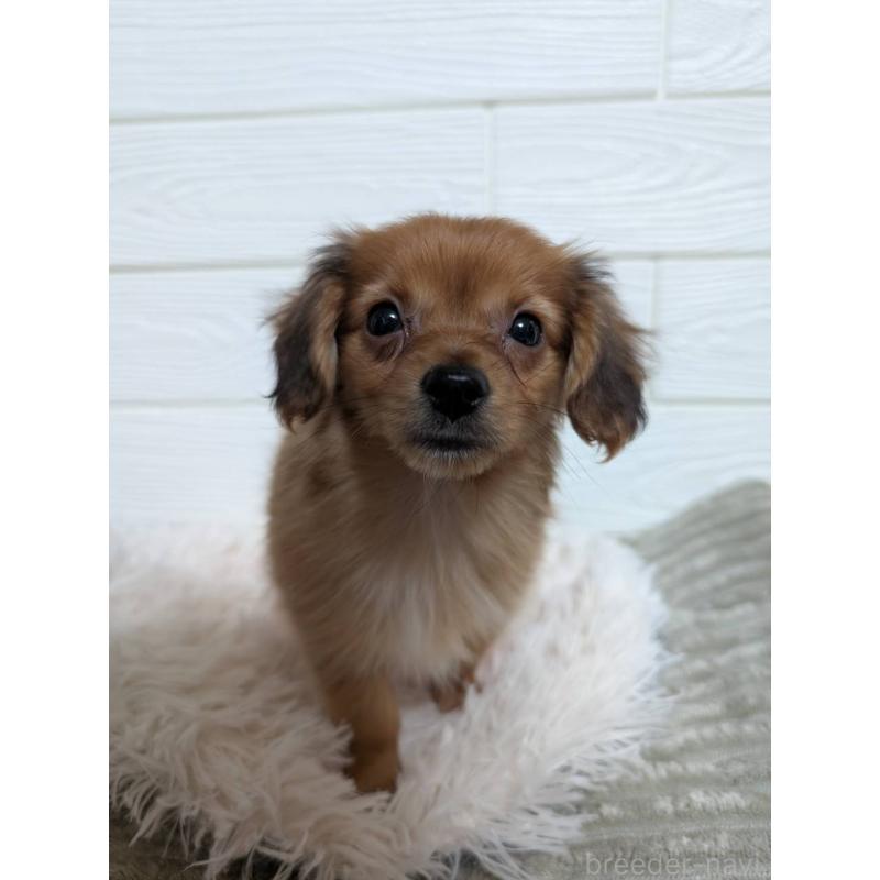 販売中の宮崎県のミックス犬-449576の5枚目