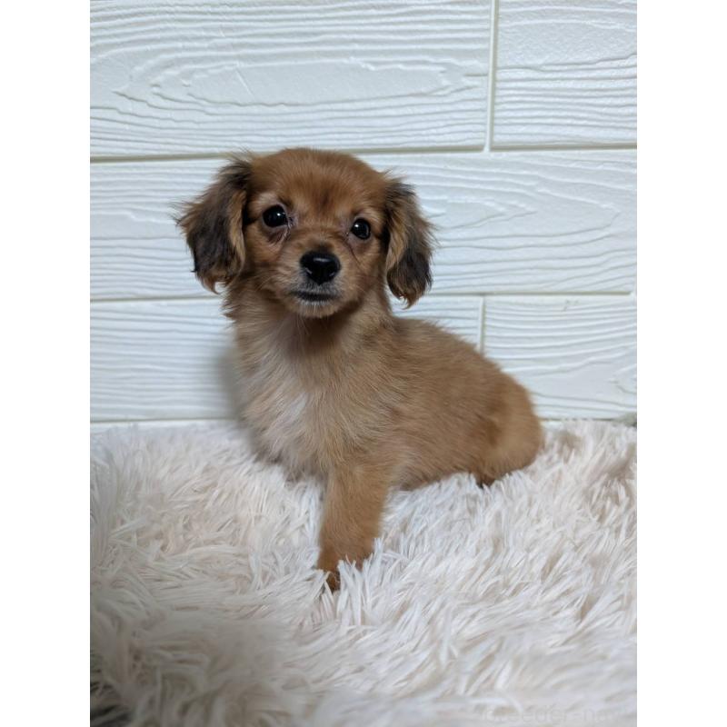 販売中の宮崎県のミックス犬-449576の6枚目