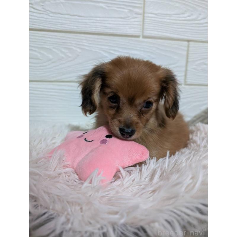 販売中の宮崎県のミックス犬-449576の4枚目