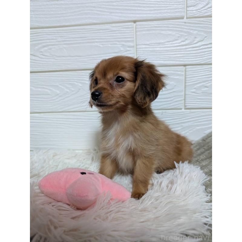 販売中の宮崎県のミックス犬-449576の3枚目