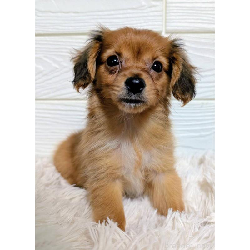 販売中の宮崎県のミックス犬-449576の2枚目