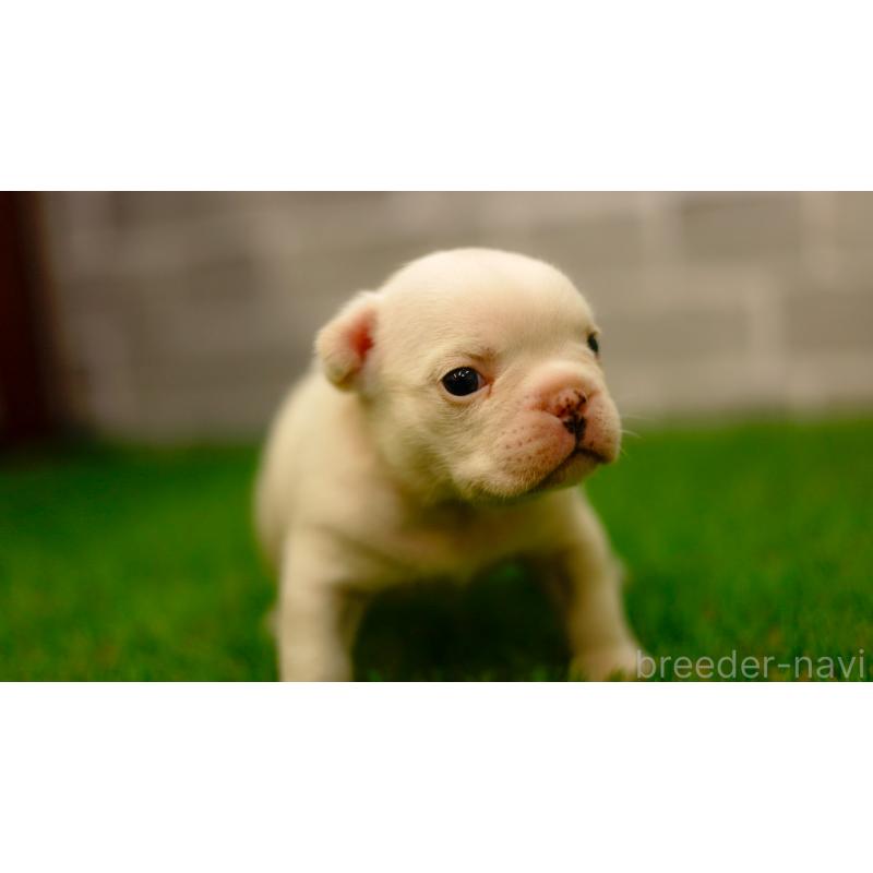 販売中の三重県のフレンチブルドッグ-449577の7枚目