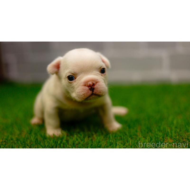 販売中の三重県のフレンチブルドッグ-449577の6枚目