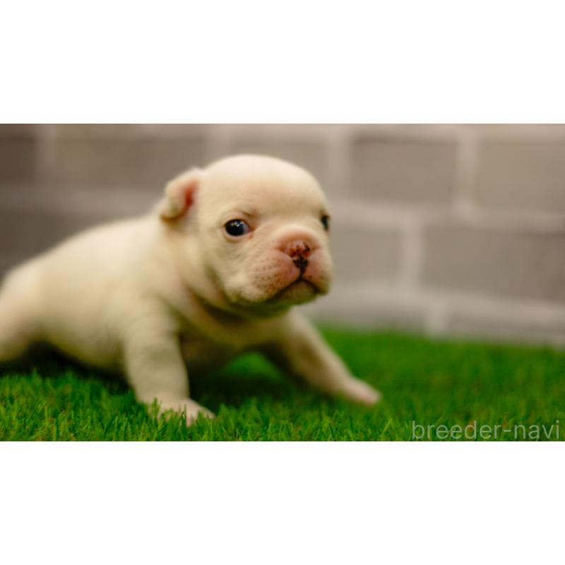 販売中の三重県のフレンチブルドッグ-449577の5枚目