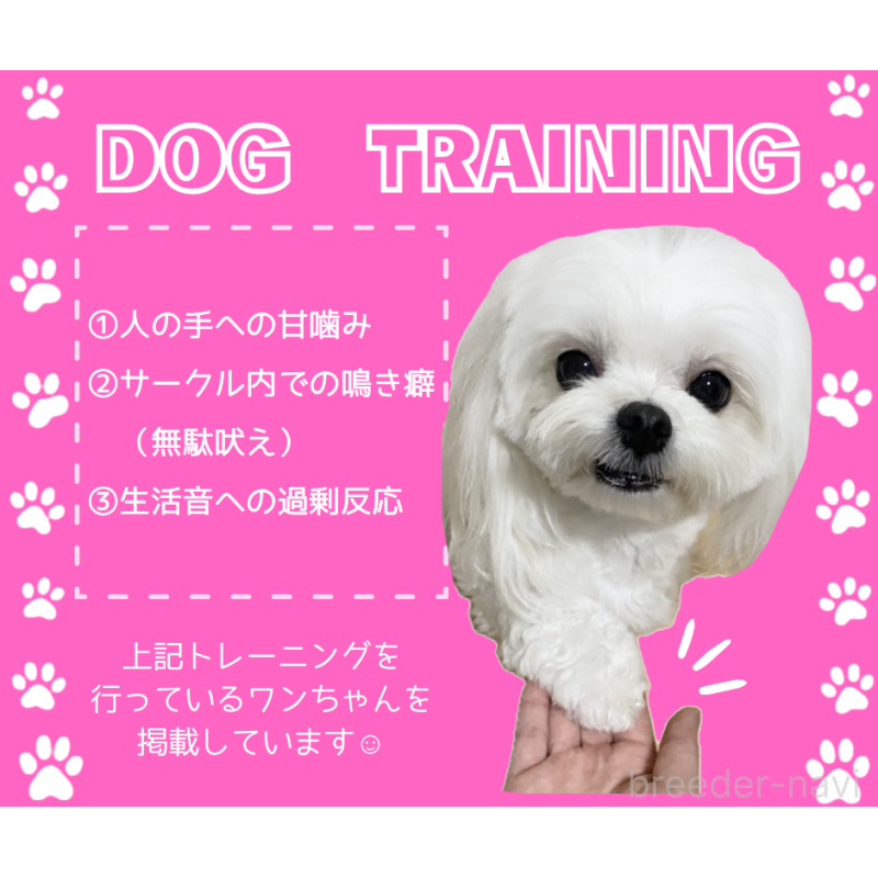 販売中の静岡県のミックス犬-448164の2枚目