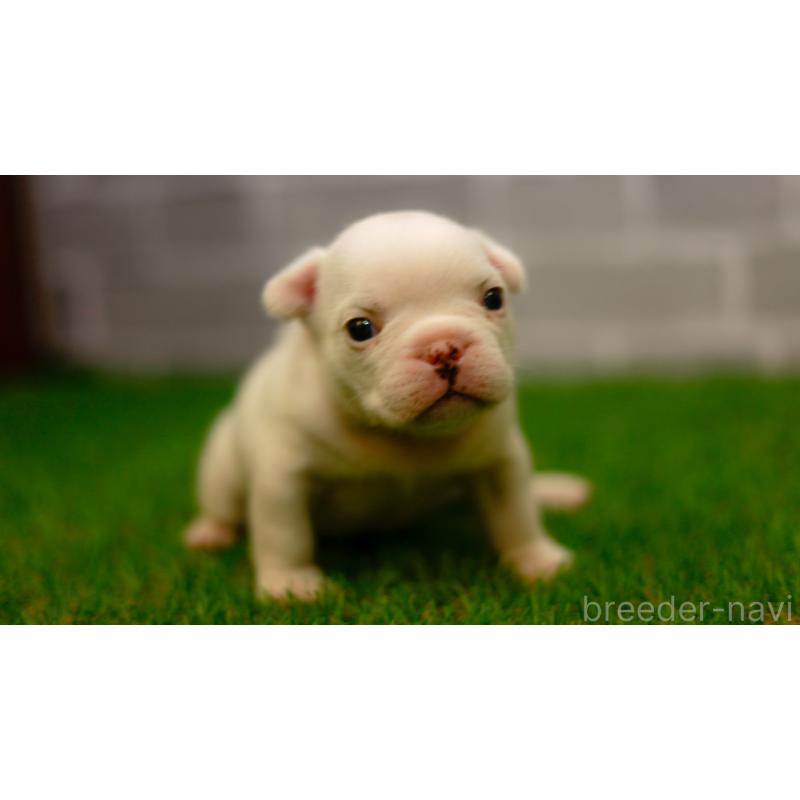 販売中の三重県のフレンチブルドッグ-449577の4枚目