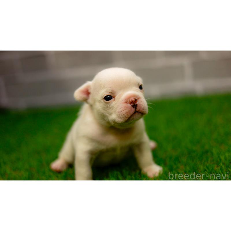 販売中の三重県のフレンチブルドッグ-449577の3枚目