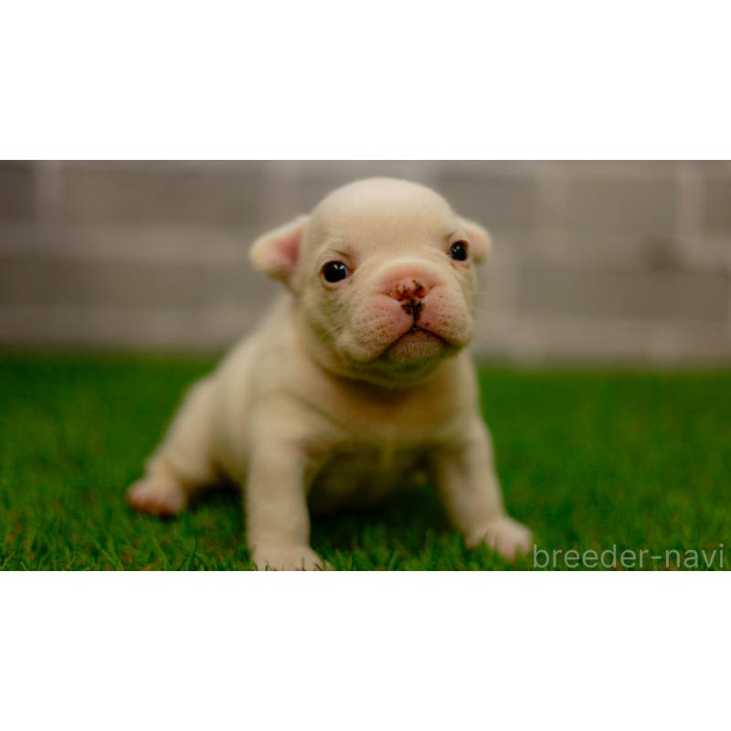 販売中の三重県のフレンチブルドッグ-449577の2枚目