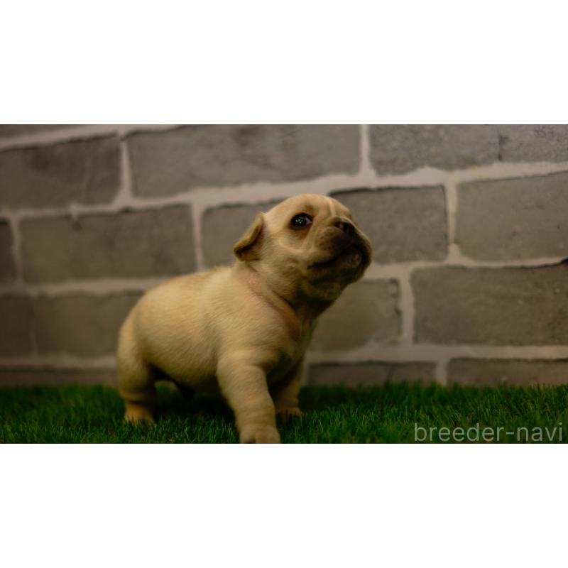 販売中の三重県のフレンチブルドッグ-449580の9枚目