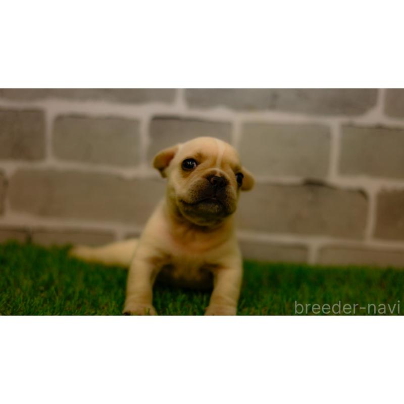 販売中の三重県のフレンチブルドッグ-449580の8枚目