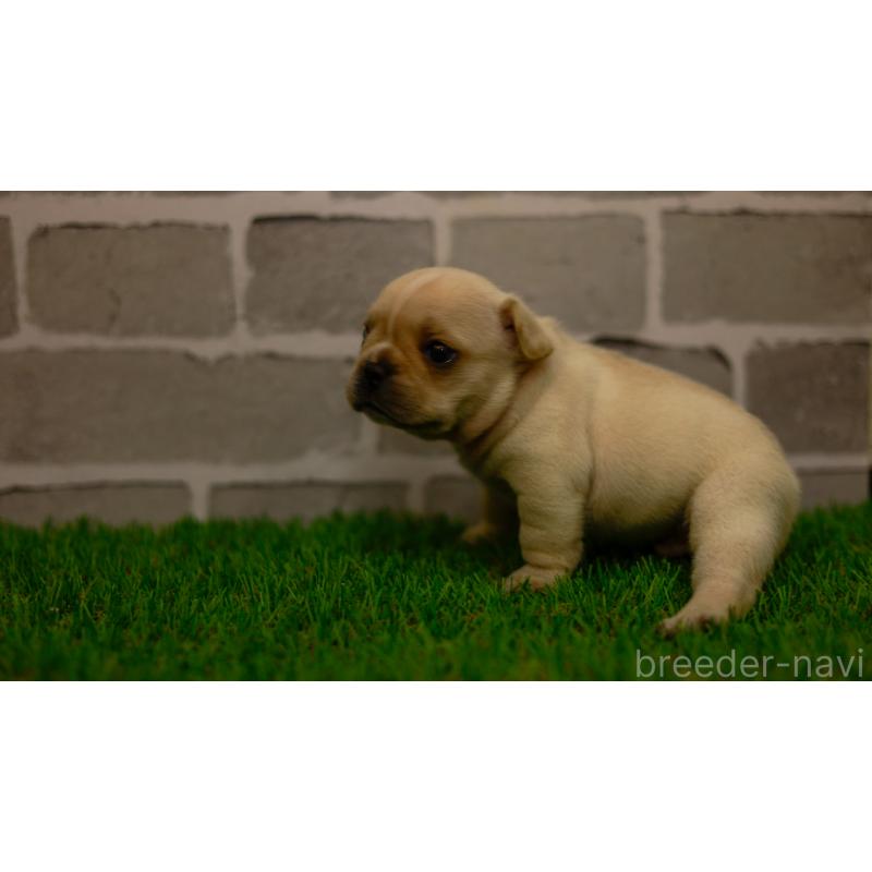 販売中の三重県のフレンチブルドッグ-449580の7枚目