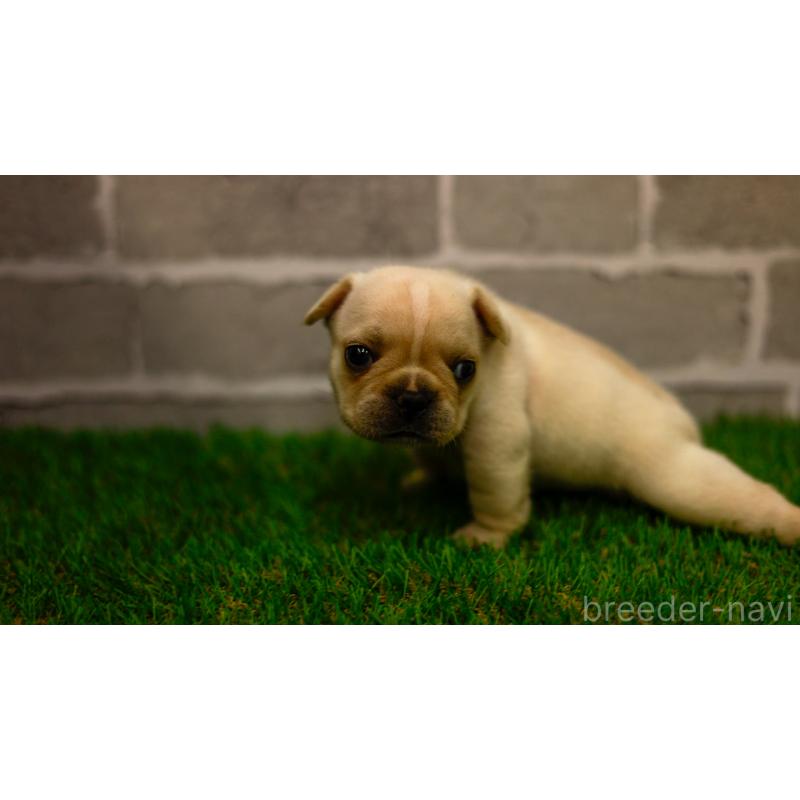 販売中の三重県のフレンチブルドッグ-449580の6枚目