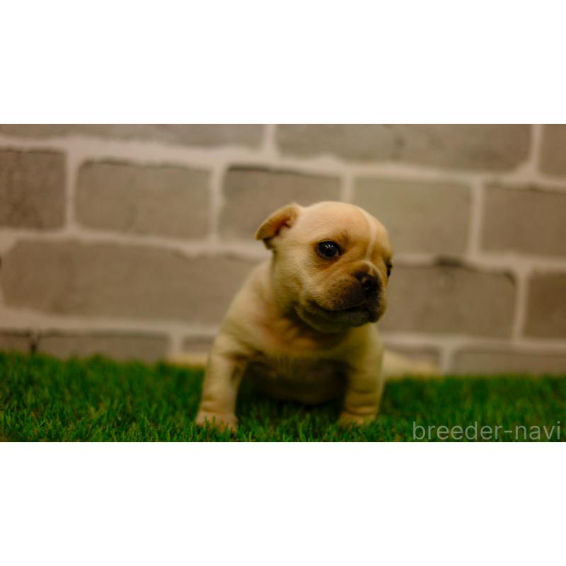 販売中の三重県のフレンチブルドッグ-449580の5枚目