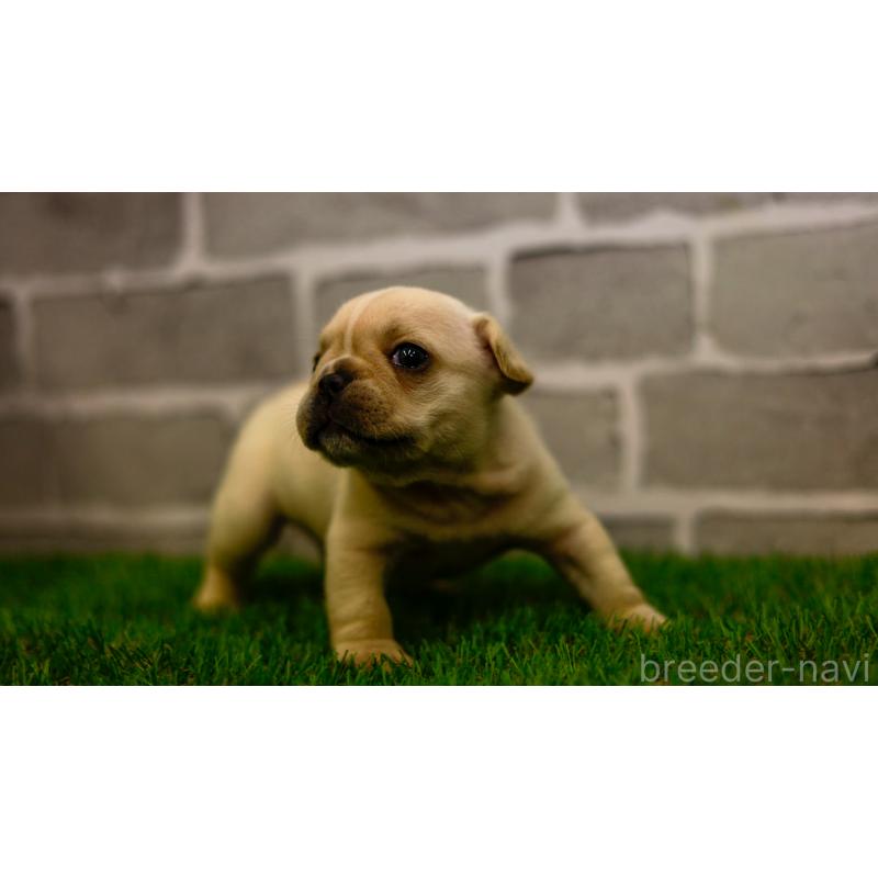 販売中の三重県のフレンチブルドッグ-449580の4枚目