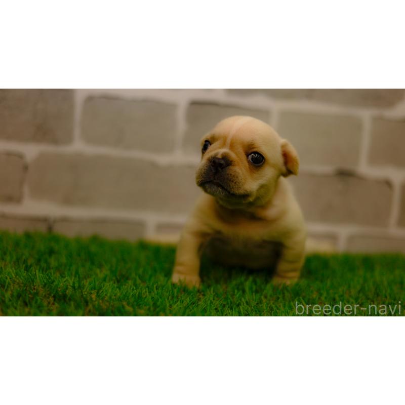 販売中の三重県のフレンチブルドッグ-449580の2枚目