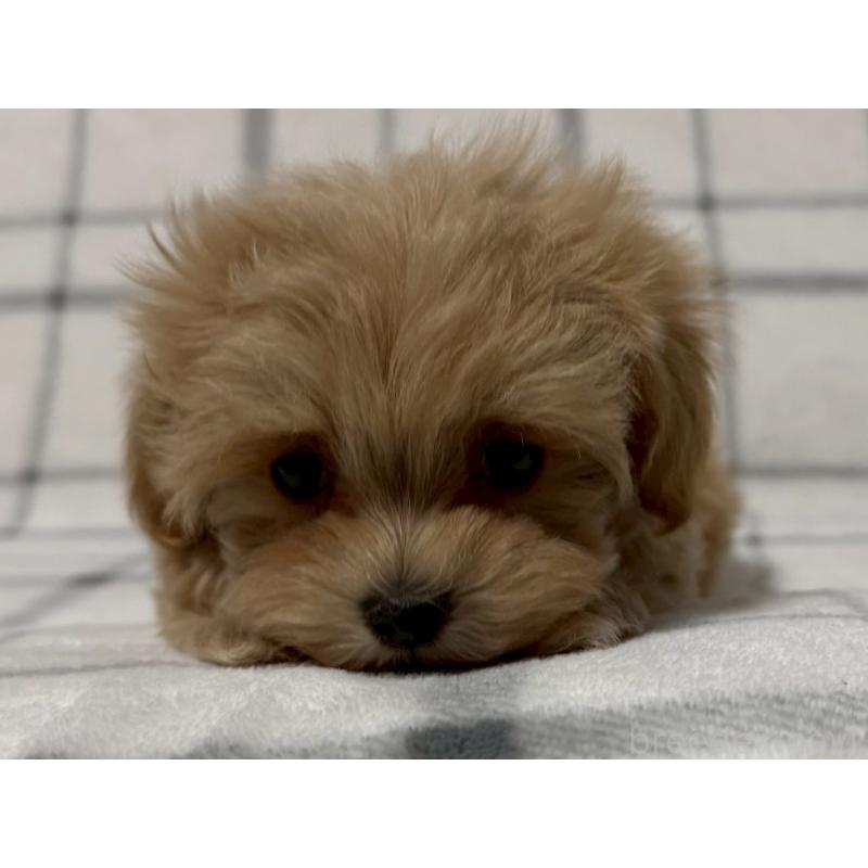 販売中の東京都のマルプー:マルチーズ×トイプードル-445749