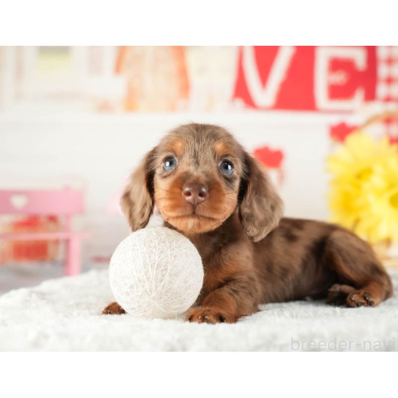 販売中の茨城県のミニチュアダックスフンド(ロングヘアード)-449584の8枚目