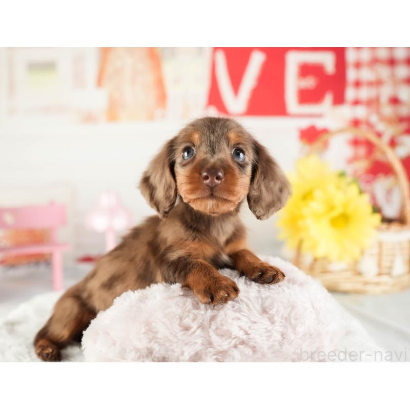 販売中の茨城県のミニチュアダックスフンド(ロングヘアード)-449584の7枚目