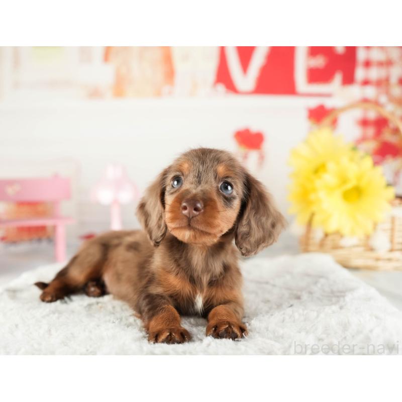 販売中の茨城県のミニチュアダックスフンド(ロングヘアード)-449584の6枚目