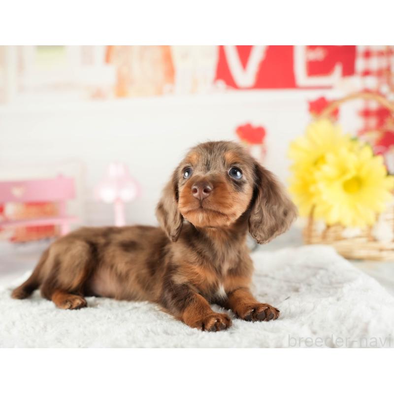 販売中の茨城県のミニチュアダックスフンド(ロングヘアード)-449584の5枚目