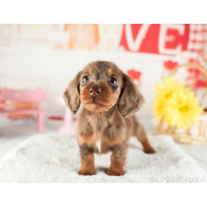 販売中の茨城県のミニチュアダックスフンド(ロングヘアード)-449584の4枚目