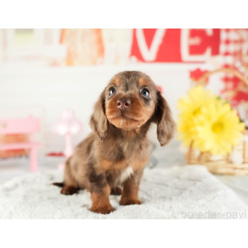 販売中の茨城県のミニチュアダックスフンド(ロングヘアード)-449584の3枚目