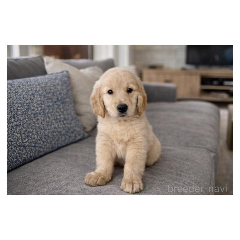 販売中の千葉県のゴールデンレトリーバー-449587の5枚目