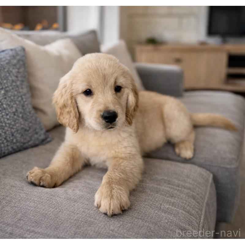 販売中の千葉県のゴールデンレトリーバー-449587の4枚目