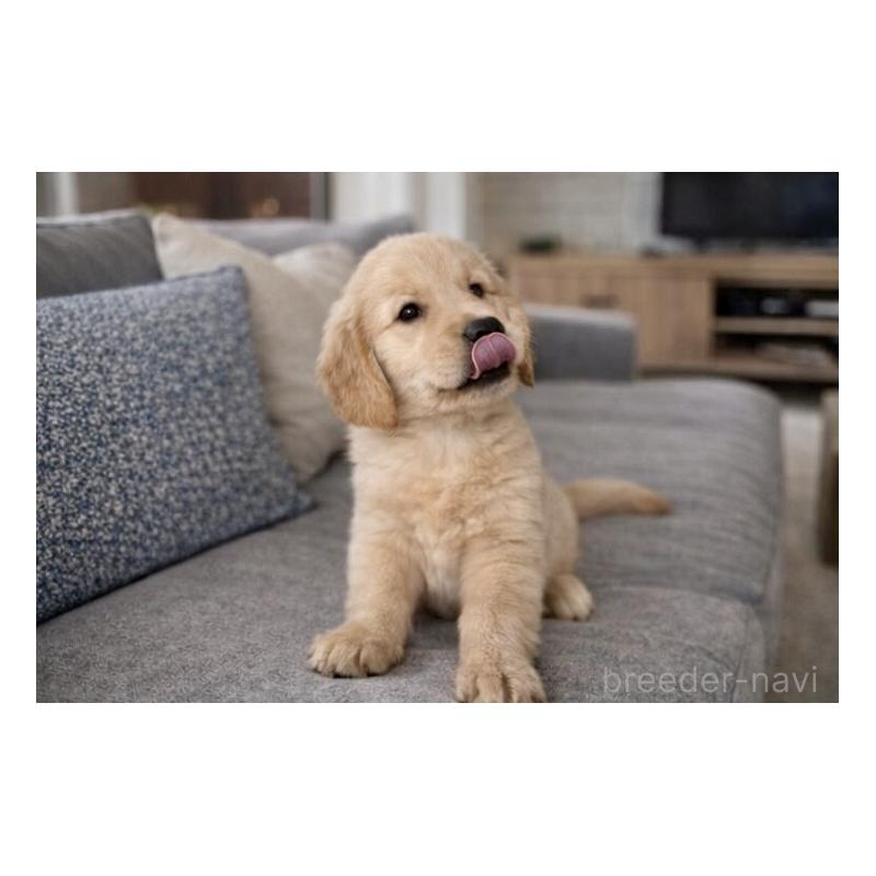 販売中の千葉県のゴールデンレトリーバー-449587の3枚目