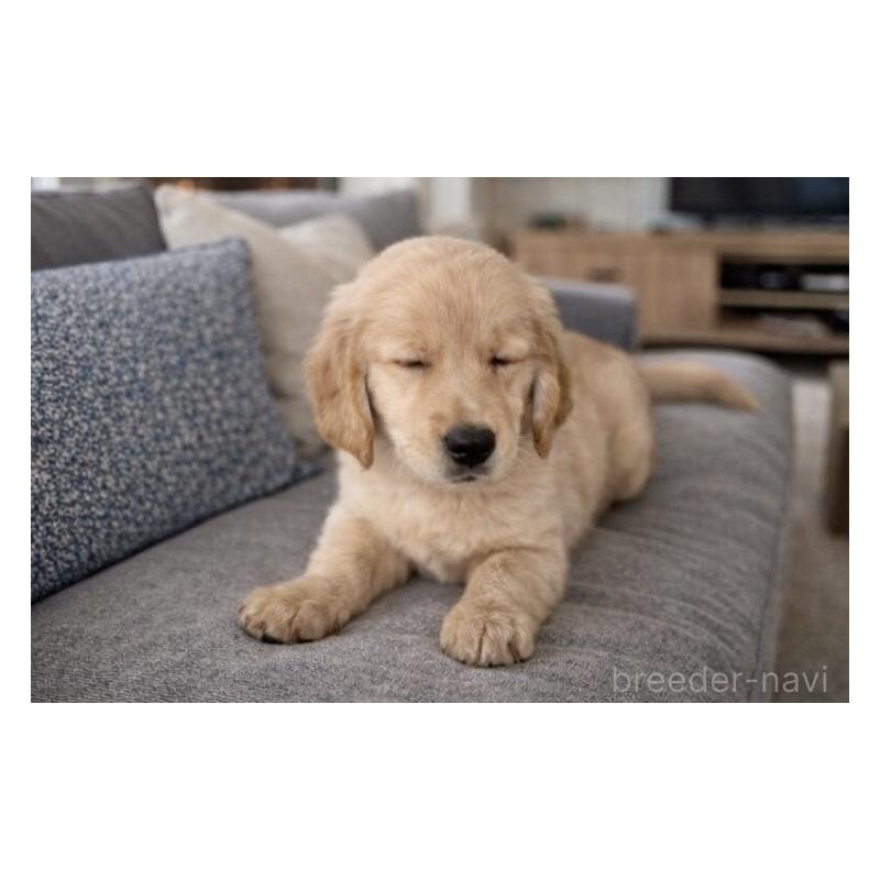 販売中の千葉県のゴールデンレトリーバー-449587の2枚目