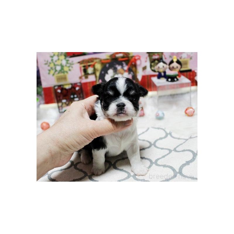 販売中の福岡県のチワワ(ロングコート)-449585の4枚目