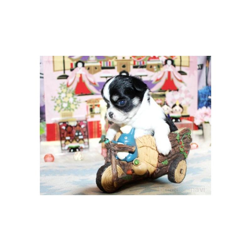 販売中の福岡県のチワワ(ロングコート)-449585の2枚目