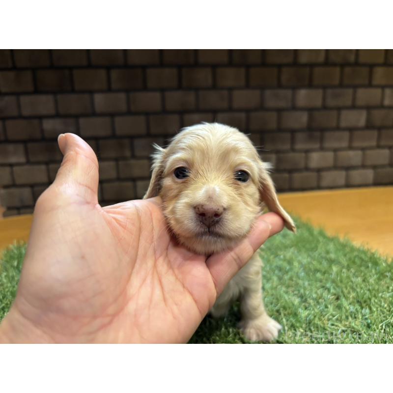 販売中の兵庫県のカニンヘンダックスフンド(ロングヘアード)-449589の8枚目