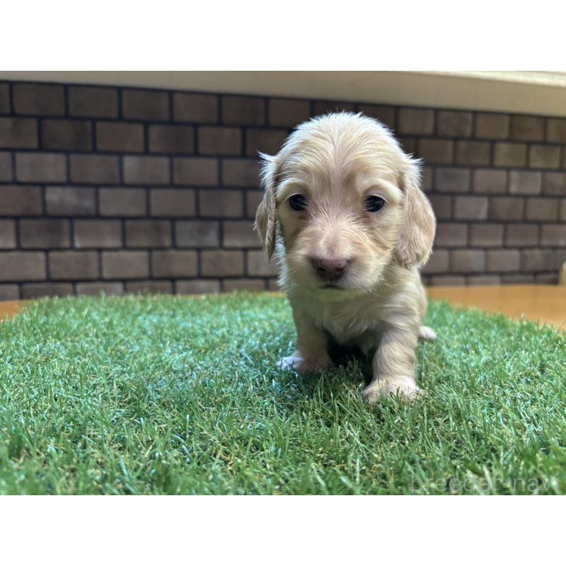 販売中の兵庫県のカニンヘンダックスフンド(ロングヘアード)-449589の7枚目