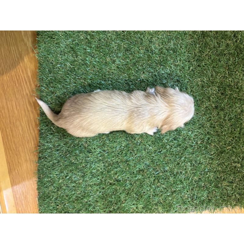 販売中の兵庫県のカニンヘンダックスフンド(ロングヘアード)-449589の6枚目