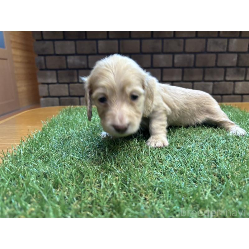 販売中の兵庫県のカニンヘンダックスフンド(ロングヘアード)-449589の4枚目