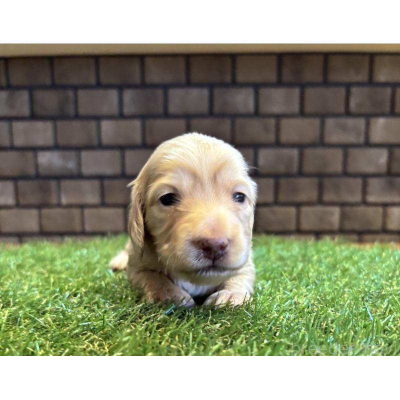 販売中の兵庫県のカニンヘンダックスフンド(ロングヘアード)-449589の3枚目