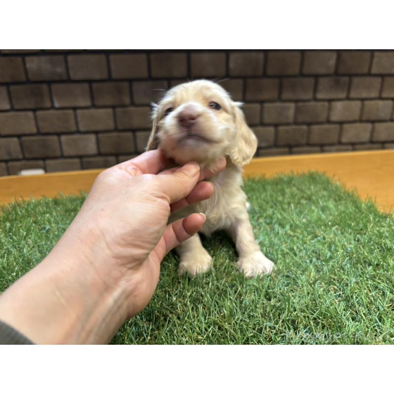 販売中の兵庫県のカニンヘンダックスフンド(ロングヘアード)-449589の2枚目