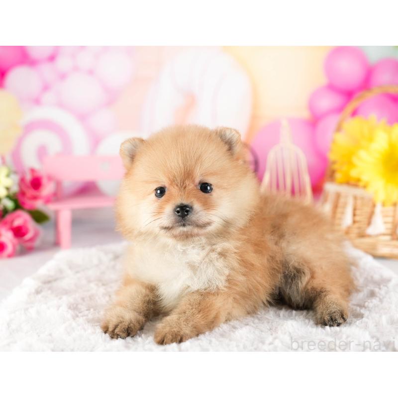 販売中の茨城県のポメラニアン-449590の7枚目