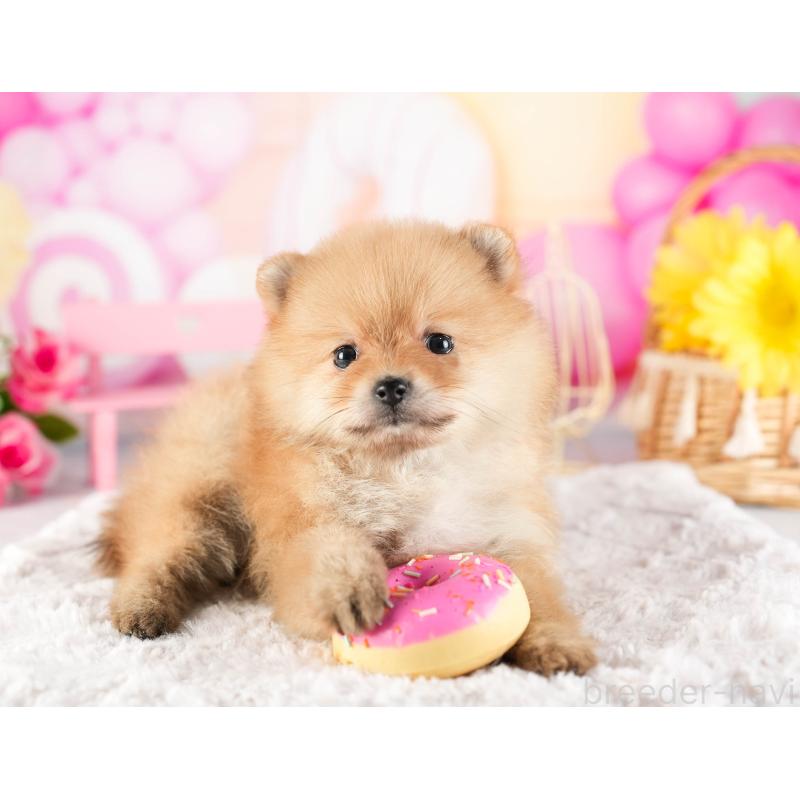 販売中の茨城県のポメラニアン-449590の6枚目