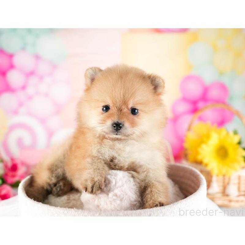 販売中の茨城県のポメラニアン-449590の5枚目