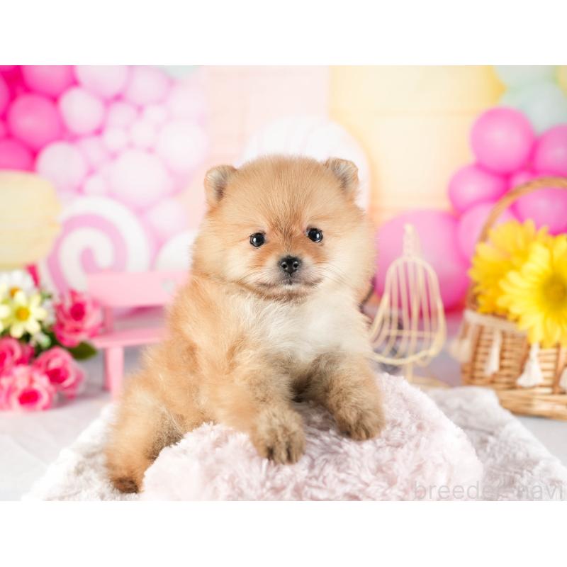 販売中の茨城県のポメラニアン-449590の4枚目