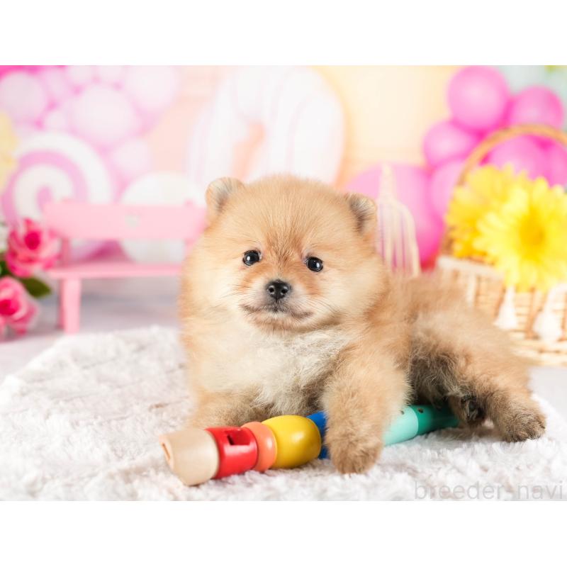 販売中の茨城県のポメラニアン-449590の3枚目