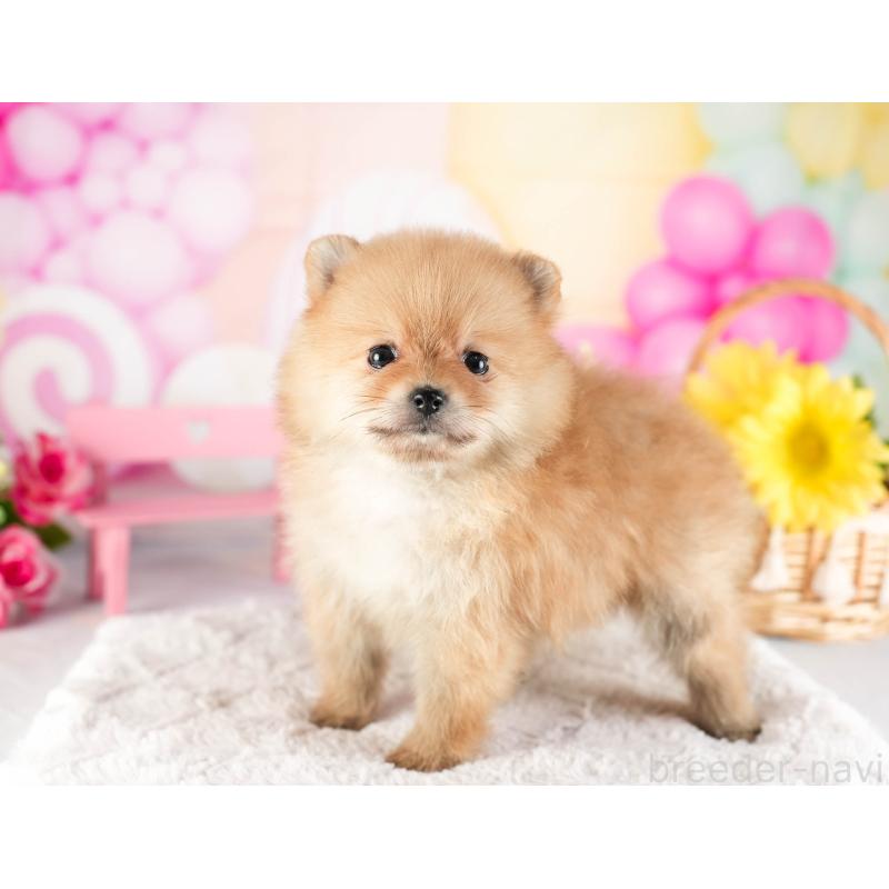 販売中の茨城県のポメラニアン-449590の2枚目