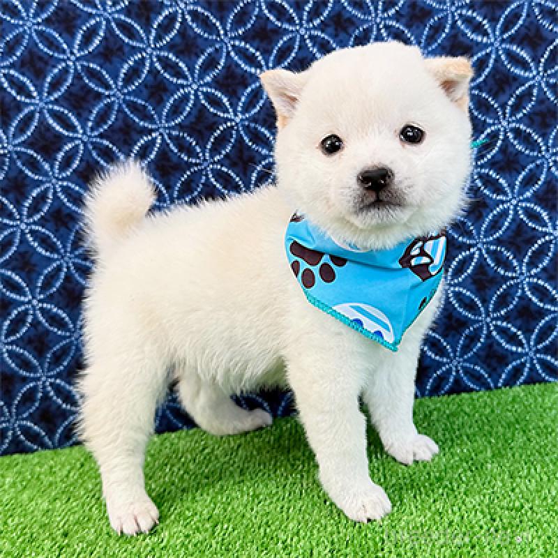 販売中の神奈川県の豆柴-449072